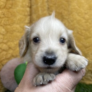 ミニチュアダックスフンド(ロング)【広島県・女の子・2024年10月25日・イエロー】の写真「とさかヘアーな女の子♪ 当社管理番号:112705」