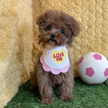 トイプードル(ティーカップ)【広島県・女の子・2024年10月20日・レッド】の写真「アイドル級の可愛さ♪ 当社管理番号:010116」