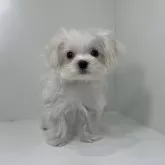 マルチーズ