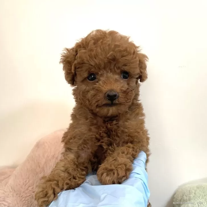 ID：2408-00700の子犬