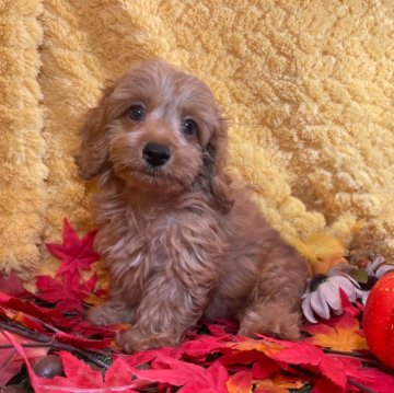 ダップー(トイプードル×ダックスフンド)【広島県・男の子・2024年8月5日・レッド】の写真「元気いっぱい男の子♪ 当社管理番号:90301」