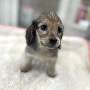 ミニチュアダックスフンド(ロング)【広島県・女の子・2024年5月10日・シェーデッドイエロー】の写真「甘えん坊な可愛い女の子♪ 当社管理番号:60802」