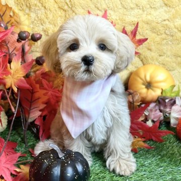 マルプー(マルチーズ×トイプードル)【広島県・女の子・2024年7月21日・クリーム】の写真「つぶらな瞳が可愛女の子♪ 当社管理番号:90205」