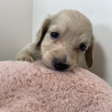 ミニチュアダックスフンド(ロング)【広島県・女の子・2024年4月3日・イエロー】の写真「優しいお顔の女の子♪ 当社管理番号:50503」