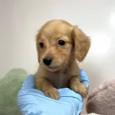 ミニチュアダックスフンド(ロング)【広島県・女の子・2024年5月10日・ゴールド】の写真1