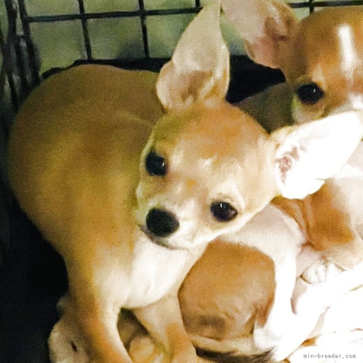 ブリーダー画像