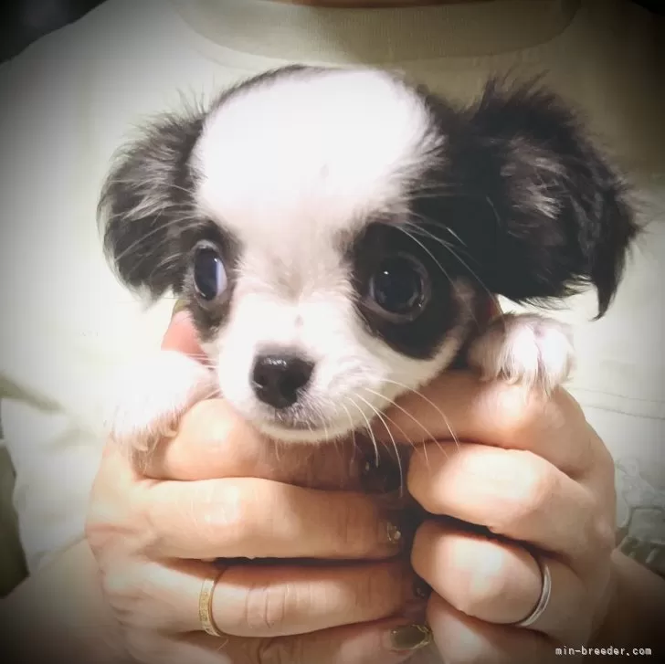 K.Y 様のお迎えした子犬