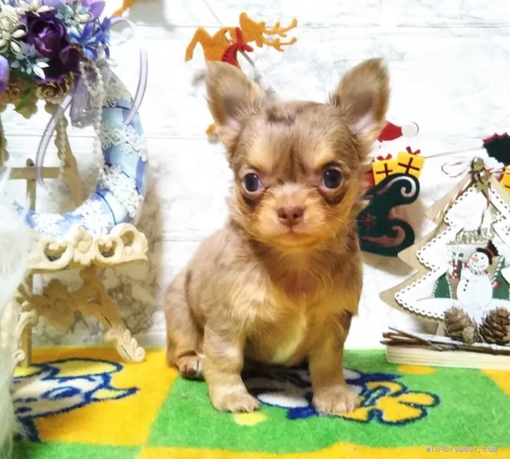 ID:2012-00870の子犬