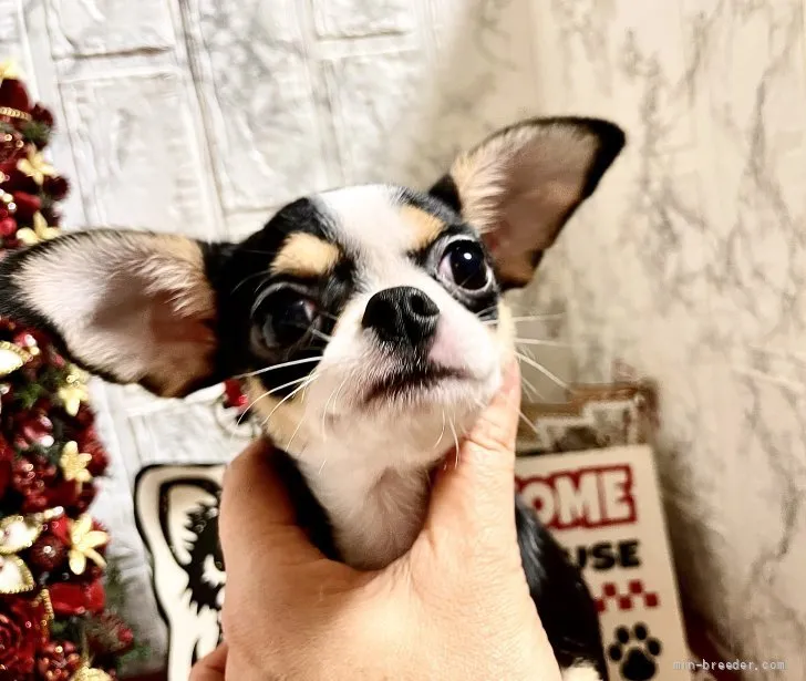 ID：2110-00708の子犬