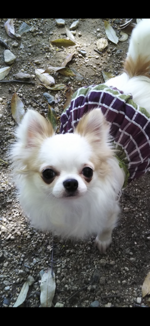 チワワ(ロング)【・女の子・2020年2月17日・ホワイトANDセーブル】