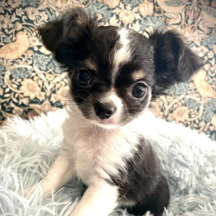 ID:2212-05043の子犬