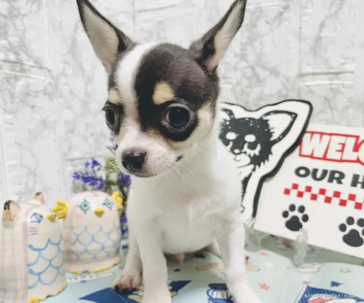 ID:2108-02024の子犬