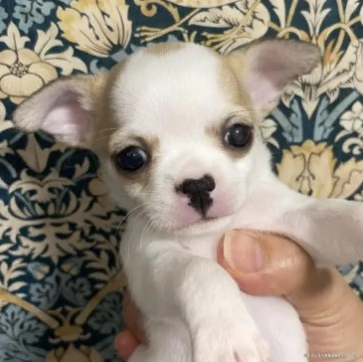 K.H 様のお迎えした子犬