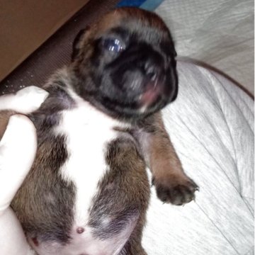 フレンチブルドッグ【福岡県・男の子・2025年11月29日・ブラウンフォーン】の写真「1番大きく、ブラウンフォーンでめちゃめちゃ元気です」