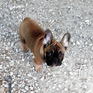 フレンチブルドッグ【福岡県・男の子・2025年11月29日・レッドフォーン】の写真「濃ゆいフォーンの男の子になります、丸々しています。」