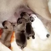 フレンチブルドッグ