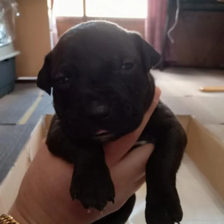 ID：2210-04517の子犬
