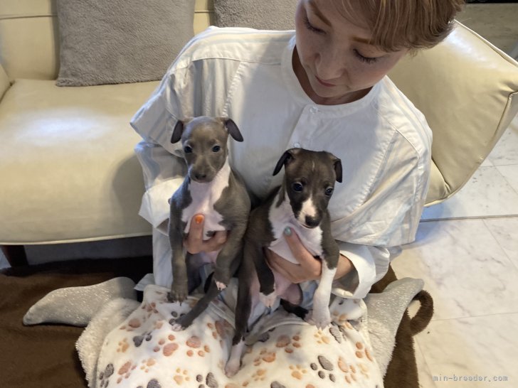 一般家庭で、数年に一度ブリーディングしています。｜早川　香織(はやかわ　かおり)ブリーダー(埼玉県・イタリアングレーハウンド・JKC登録)の紹介写真3