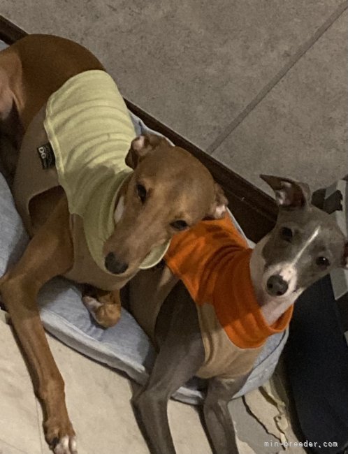 健全で美しい、優良血統の両親です。｜早川　香織(はやかわ　かおり)ブリーダー(埼玉県・イタリアングレーハウンド・JKC登録)の紹介写真5