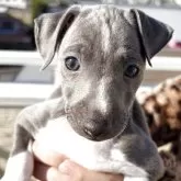 イタリアングレーハウンド