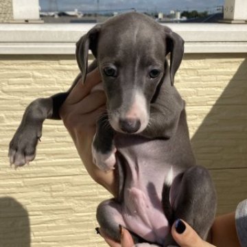 イタリアングレーハウンド【埼玉県・男の子・2023年8月12日・ブルーホワイト】の写真「49日目！綺麗なブルーの男の子♪」