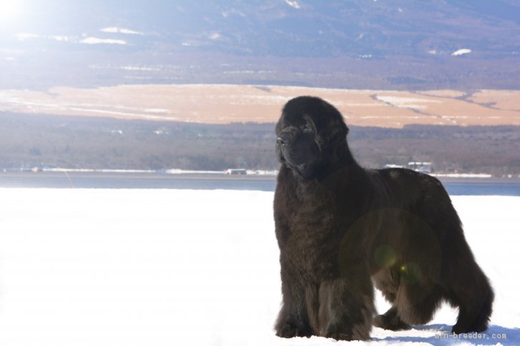 吉田正幸ブリーダー