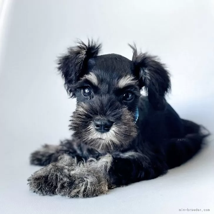 ID:2505-06108の子犬
