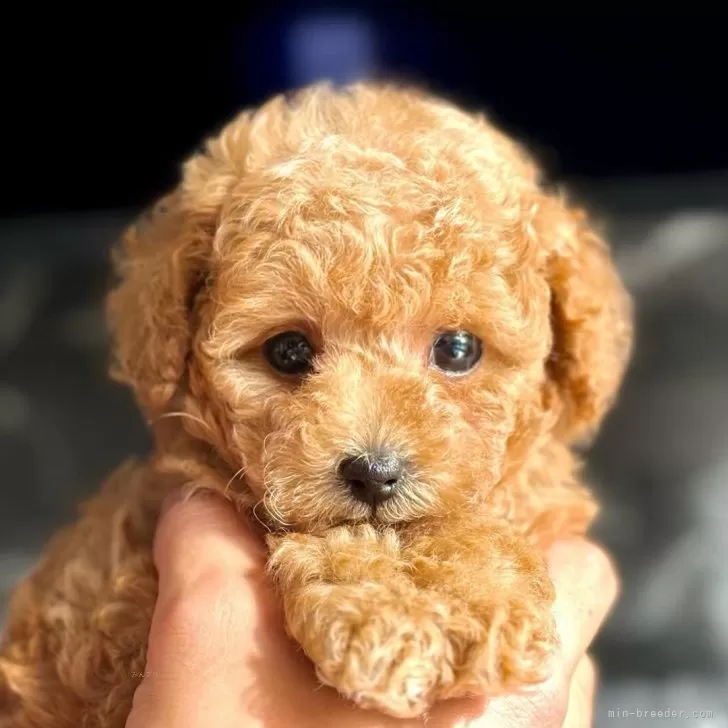 ID:2401-01433の子犬