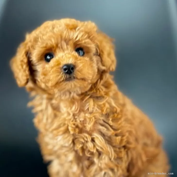 ID:2401-01672の子犬