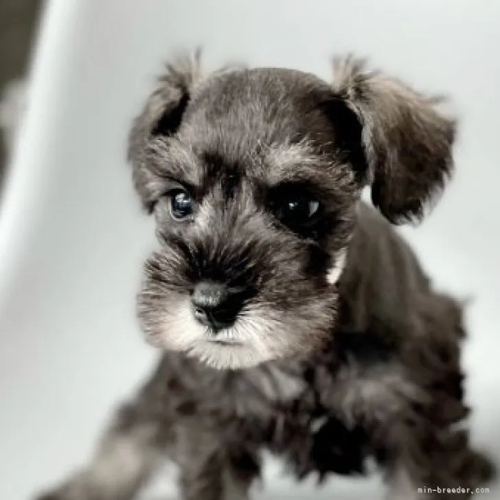 ID:2306-03270の子犬