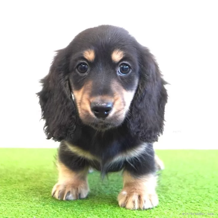 ID：2501-05315の子犬