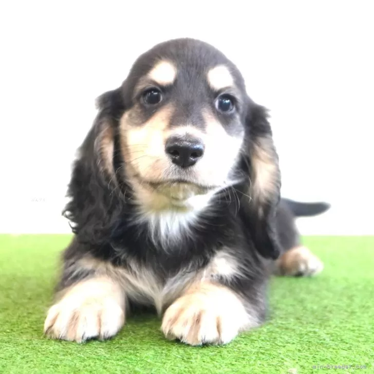 ID：2412-01221の子犬