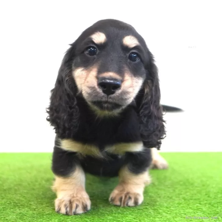 ID:2501-07686の子犬
