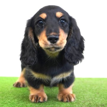 ミニチュアダックスフンド(ロング)【愛媛県・女の子・2025年9月5日・ブラック&タン】の写真「元気いっぱい」