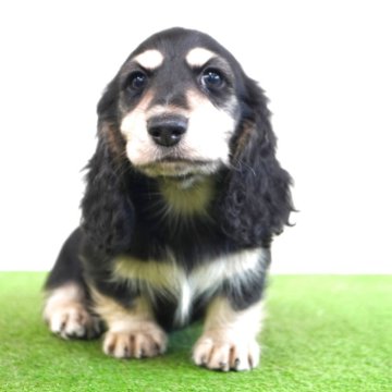 ミニチュアダックスフンド(ロング)【愛媛県・女の子・2025年8月28日・ブラック&イエロー】の写真「ハイクオリティ」