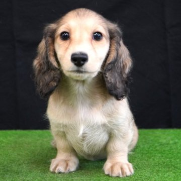 ミニチュアダックスフンド(ロング)【愛媛県・女の子・2025年9月5日・シェーデッド.イエロー】の写真「可愛いお顔」