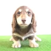 ミニチュアダックスフンド(ロング)【愛媛県・男の子・2024年10月3日・チョコ&イエロー】の写真1