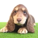 ミニチュアダックスフンド(ロング)【愛媛県・男の子・2024年11月27日・チョコ&イエロー】の写真1