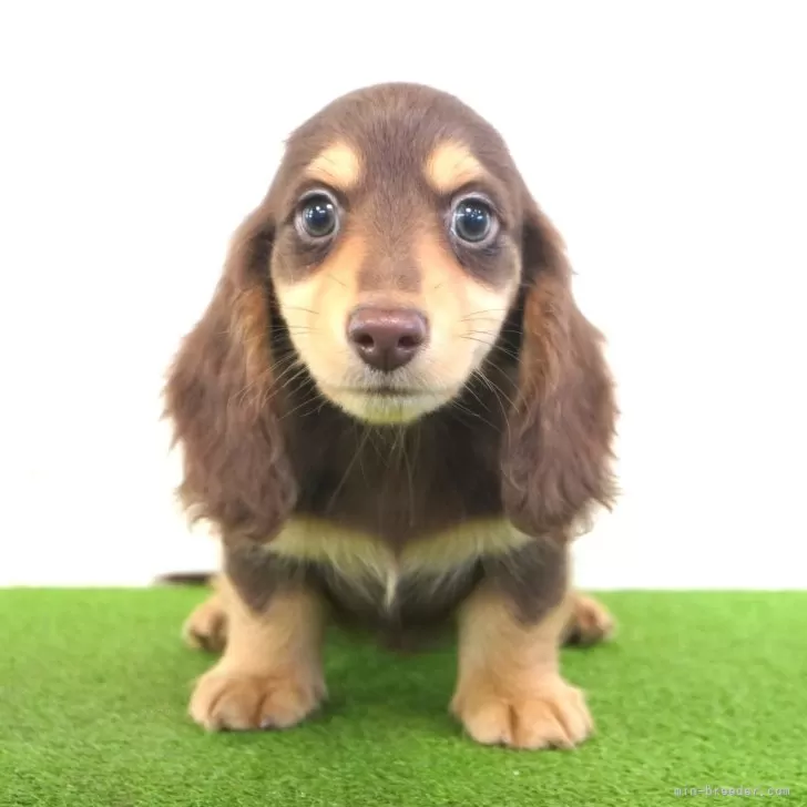 ID：2407-04281の子犬