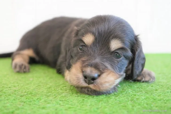 ID:2106-00437の子犬