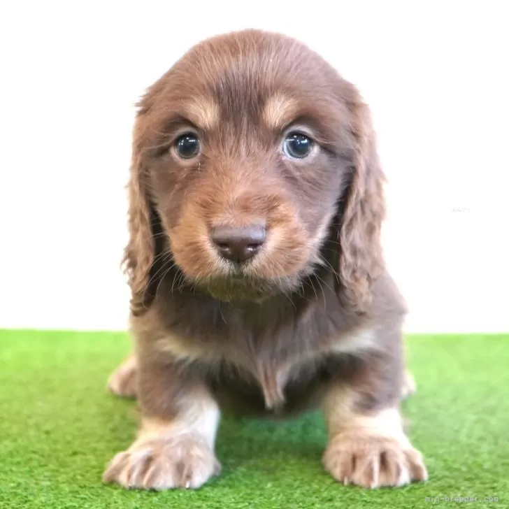 ID:2402-01334の子犬