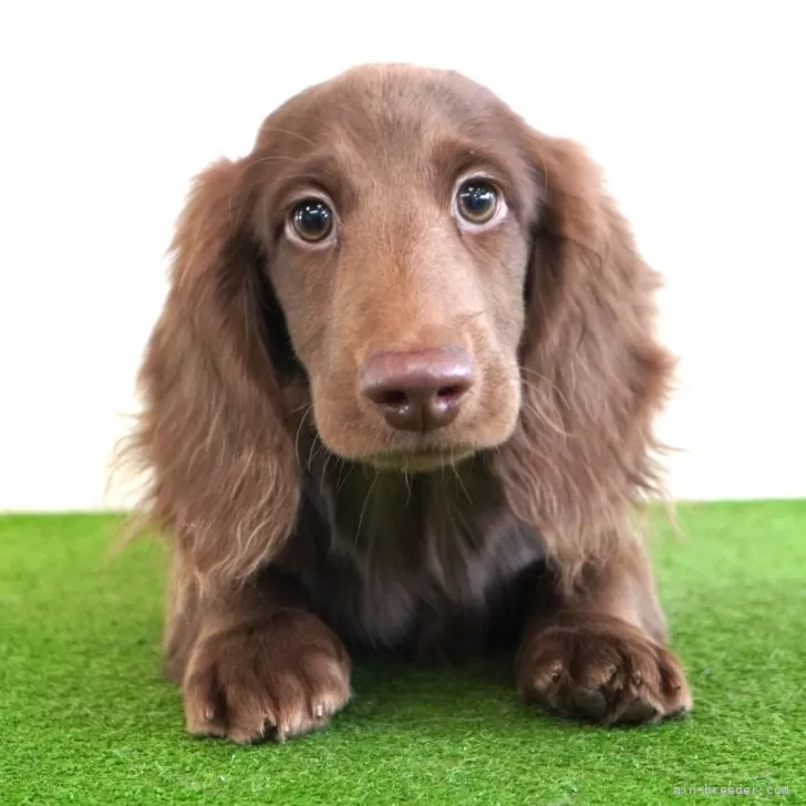 ID：2311-02030の子犬