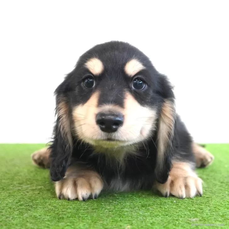 ID:2406-03606の子犬
