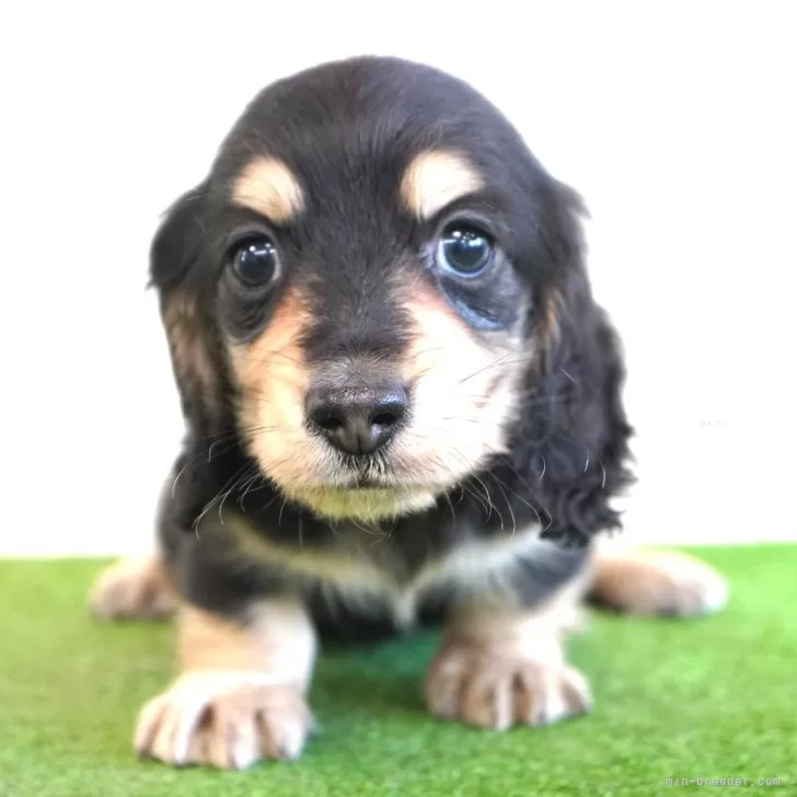 ID:2402-02446の子犬