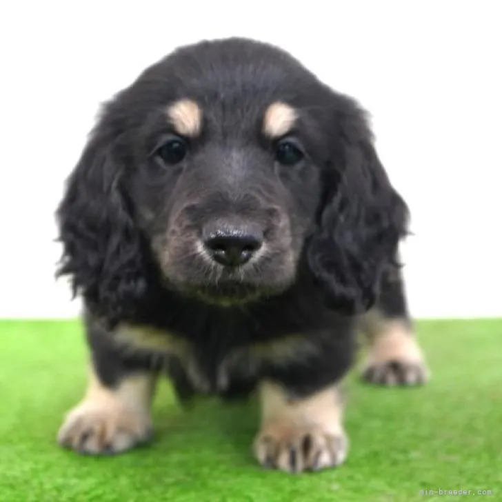 ID：2211-00081の子犬