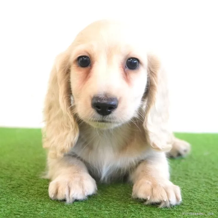 ID：2409-02474の子犬