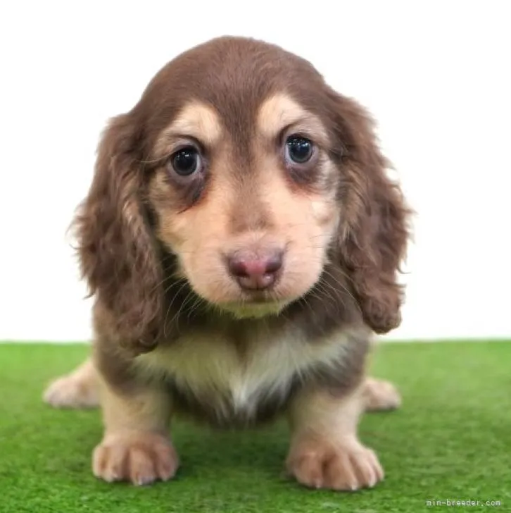 ID：2211-04434の子犬