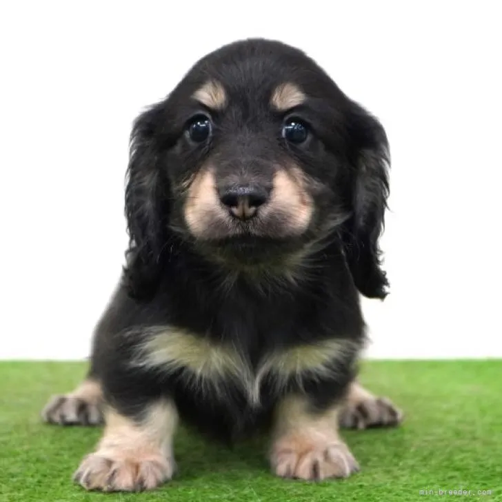 ID：2211-04437の子犬
