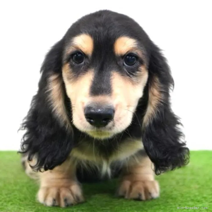 ID：2210-03801の子犬