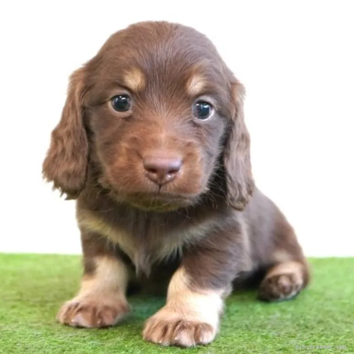 ID:2212-03574の子犬